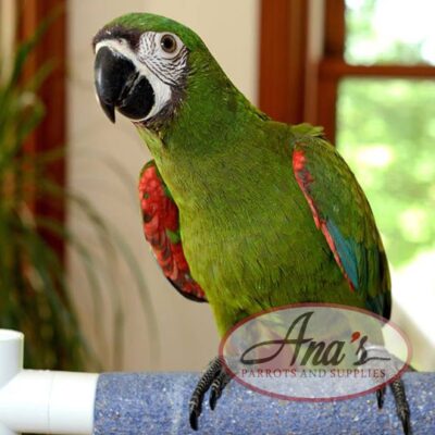 5-Year Old Severe Macaw