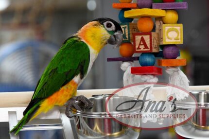 Black-Headed Caique