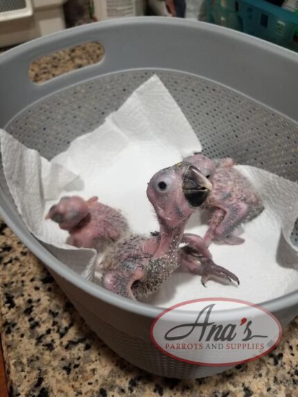 Blue Headed Macaw Babies