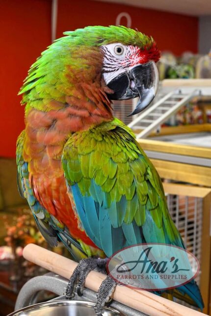 Gorgeous Calico Macaw