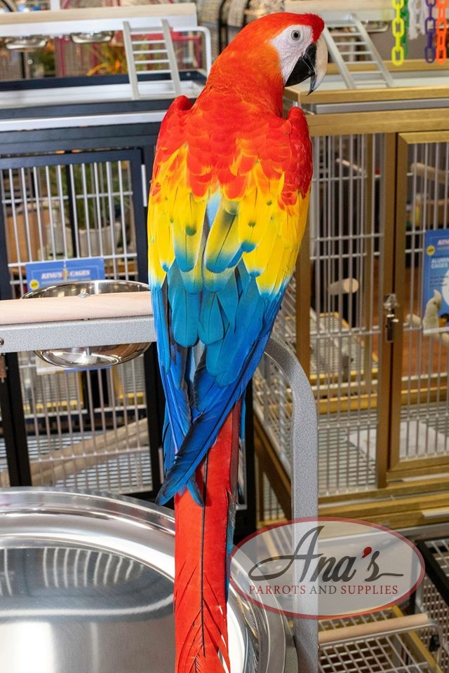 Gorgeous Scarlet Macaw Baby