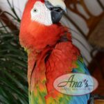 Hybrid Ruby Macaw