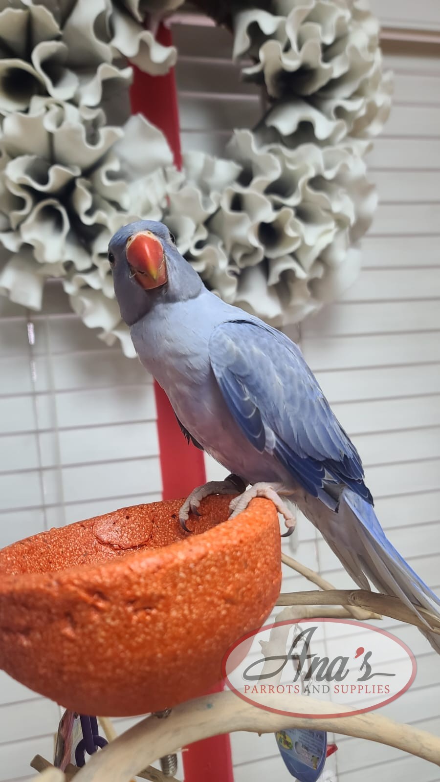 Indian Ring-Neck Parakeet