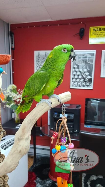 Yellow Naped Amazon